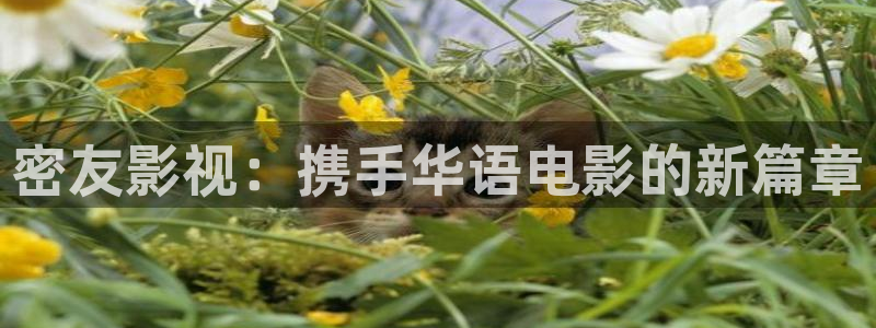 麻花视频网：密友影视：携手华语电影的新篇章